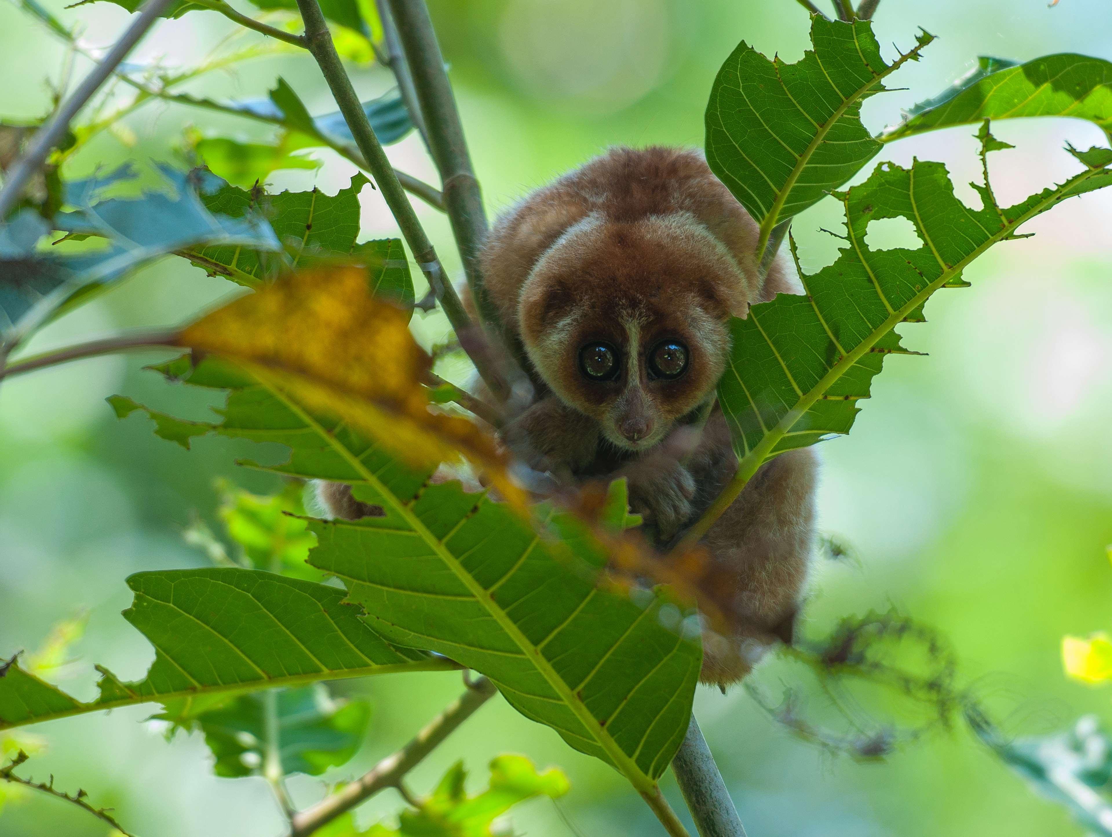 Shangri-La Rasa Ria, Kota Kinabalu Exterior photo A female slender-bodied lemur